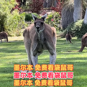 墨尔本 春暖花开约朋友 免费看袋鼠🦘！无需门票ct公交直达