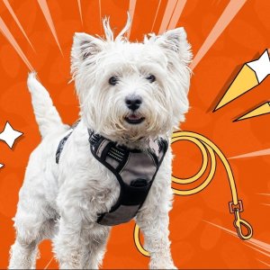 收官站【Million Paws Walk🐾】带毛孩子一起CityWalk🐶