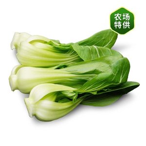 水培上海白菜 1捆