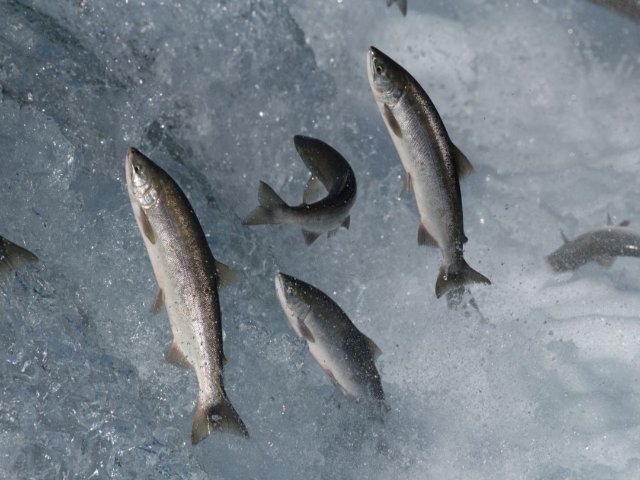 加拿大三文鱼洄游 - 各省三文鱼回...