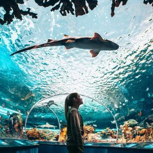 Ripley's Aquarium 多伦多水族馆🐬黑五限时优惠