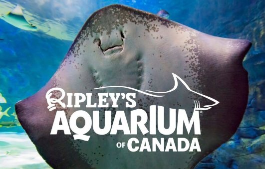 Ripley's Aquarium 多伦多水族馆🐠Boxing大促Ripley's Aquarium 多伦多水族馆🐠Boxing大促