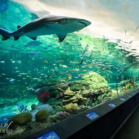 现场票7.5折 无年龄限制Ripley's Aquarium 多伦多网红水族馆🐠春假大促