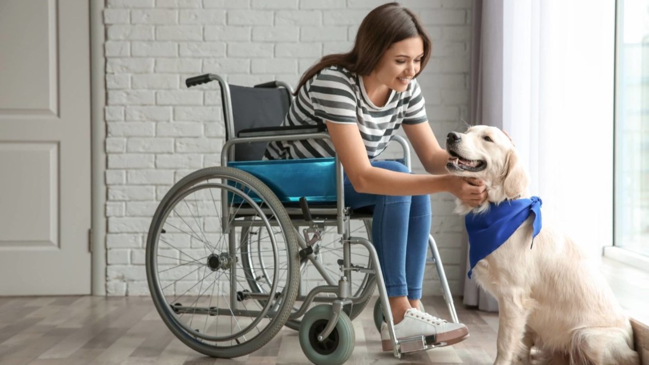加拿大服务犬申请攻略 - 什么是服务犬、如何申请注册文件、各省份服务犬政策全都有!