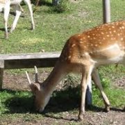 Waterford小鹿公园 | Waterford Deer Park