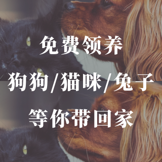 免费领养🐶多伦多市动物服务处本周狗狗猫咪...