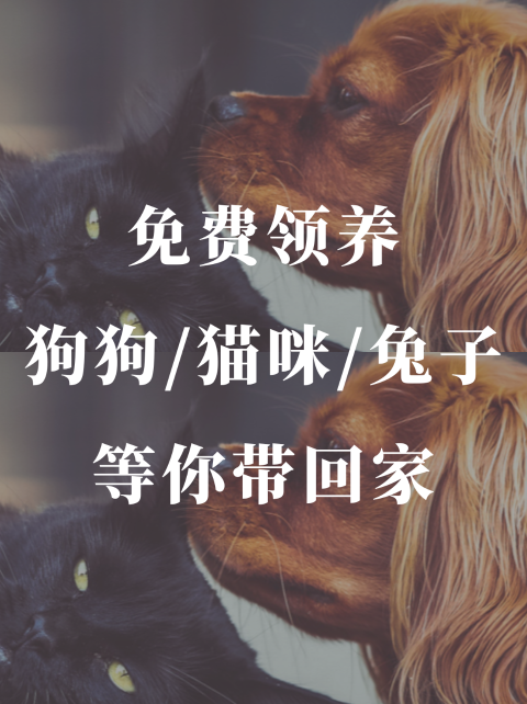 免费领养🐶多伦多市动物服务处本周狗狗猫咪兔子免费领养🥹