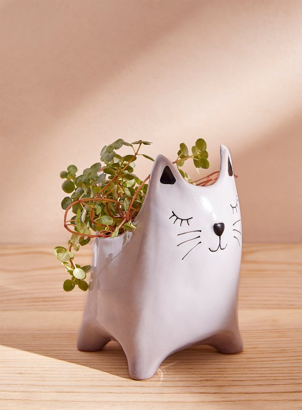 猫咪花盆