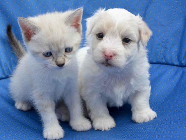 2025安省最热“毛孩子”名字大揭...