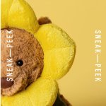 Jellycat 2026春季新品今日发售！向日葵巴熊、胡萝卜蛋糕萌翻