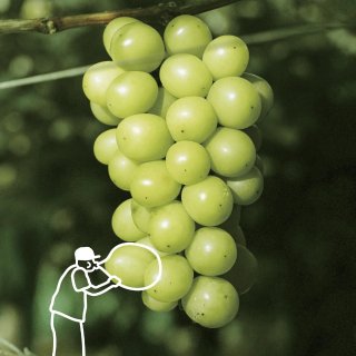 🍹喜茶青提系列买1送1回归‼️炸场仅此一...