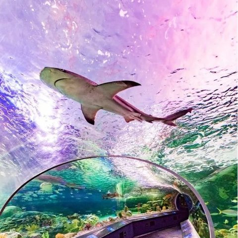 低至$9/张今日份羊毛❗️多伦多水族馆门票6折抢