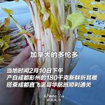 好乖哟！第一批折耳根已经飞往多伦多