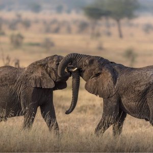 每人每晚价格，非洲style野生动物园Serengeti-Park野生动物园