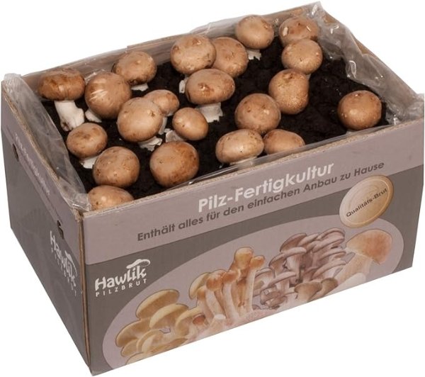 Hawlik Pilzbrut - Kleine Steinchampignon Pilzkultur zum selber zuchten - Pilzzucht-Set - kinderleicht Pilze zuchten – Zuchtset fur zuhause - tolles Geschenk fur Pilz und Gemuse Liebhaber