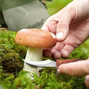 采蘑菇的小菇凉~ 9-10月黄金蘑菇季🍄好玩好吃快来体验