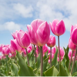 赶紧冲！咱们也有柏林限定啦！🌷50,000朵郁金香免费送