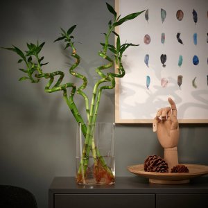 Ikea插水里就能活！富贵竹, 45 cm