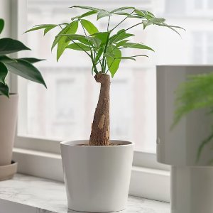 Ikea1欧就能招财！这不安排？发财树 9 cm