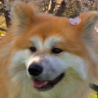 请你吃葡萄o