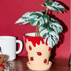 Urban Outfitters 家居太可爱啦💕Stanley水杯仅€35