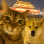 薅羊毛🐑毛孩子家长们来上赫尔辛基大学免费课啦🐕🐈