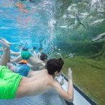 柏林周边玩水天花板已定！真·企鹅陪游+全村桑拿泡到爽