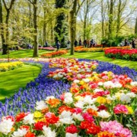 Blumenpark Keukenhof 套票 阿姆斯特丹高端酒店
