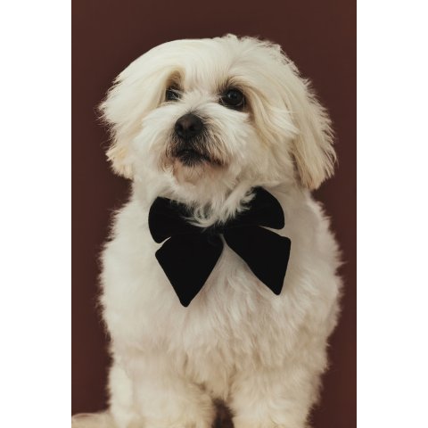 H&M宠物也要装扮上圣诞氛围狗用红色蝴蝶结