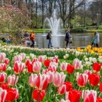 阿姆斯特丹酒店 2026年郁金香季定档3/19-5/10