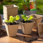 立春啦！育苗行动开始 茄子/辣椒2月开始，内附时间表