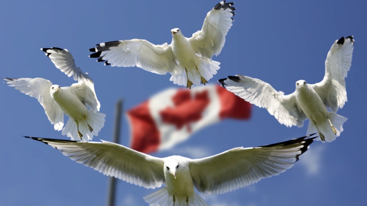 加拿大移民| EE 快速通道打分标准及申请步骤详解