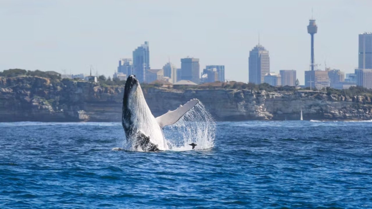 🍀超幸运悉尼观鲸初体验！🐳最全攻略收好！