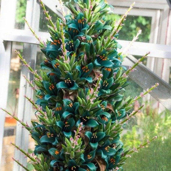 蓝宝石塔（Puya alpestris）15颗种子
