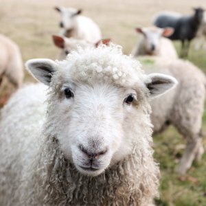 薅羊毛：香甜绵软的小羊羔谁不想吸一波 快来被治愈吧