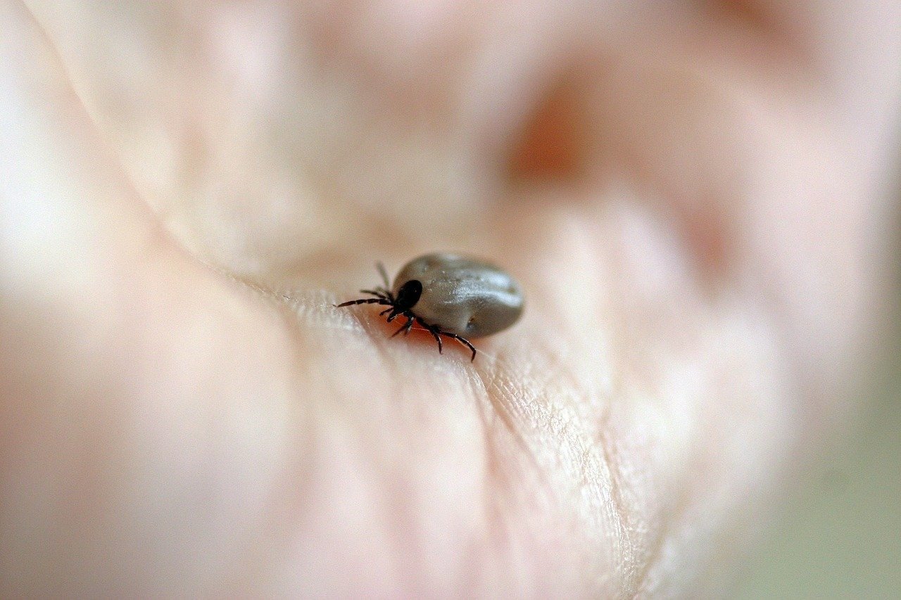 德国夏季防虫攻略 - 防止蜱虫、蚂蚁、黄蜂、蚊子叮咬，被蛰后的处理方法