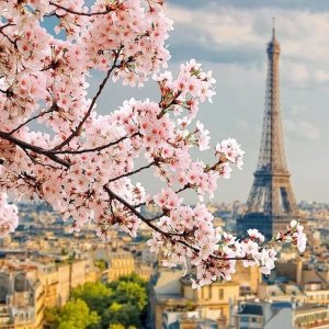 巴黎圣母院修好了吗？2022巴黎赏樱地推荐 不负春日好时光