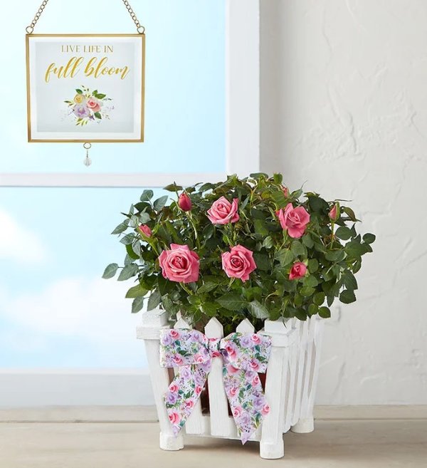小型玫瑰花+花架