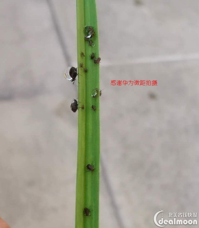 aphid直译是葱蚜,可能是歪果仁不吃韭菜,主要在葱上发现这类害虫吧