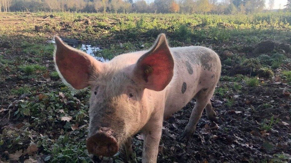 法国一省份养猪场爆发高度传染性病毒性疾病！所幸不会传人！猪肉还能食用吗？
