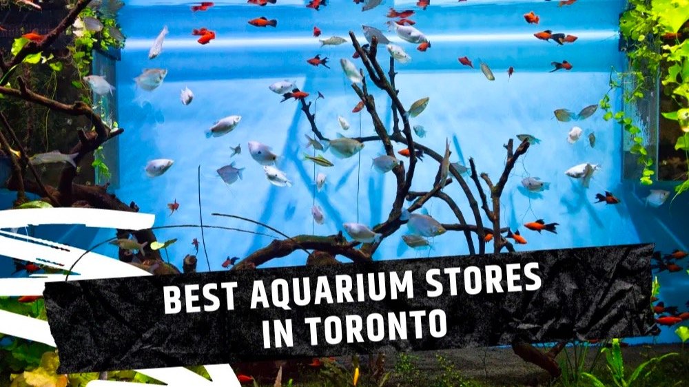 多伦多Top 10水族店推荐 - 网站、地址以及其联络方式盘点！