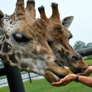 Safari Niagara 尼亚加拉野生动物园门票特价 家庭游玩好去处