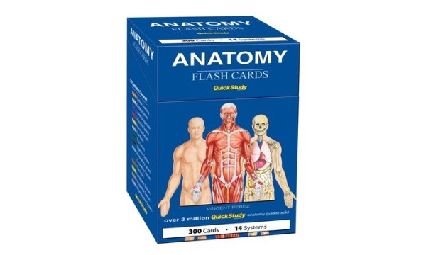 人体解剖学闪存卡