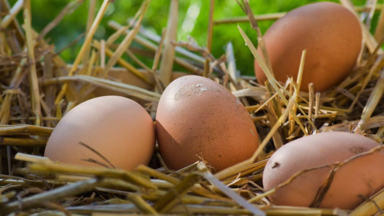 巴黎小伙伴注意! 法兰西岛卫生局建议不要食用家舍鸡蛋 - 或带有持久性有机污染物