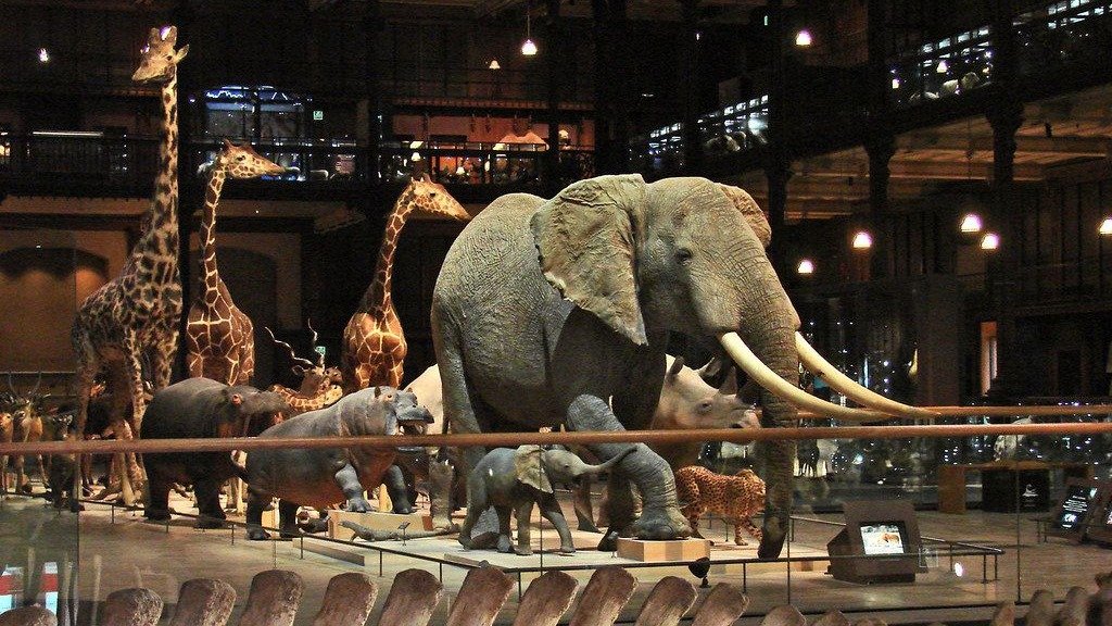 法国国家自然历史博物馆 - 天演大博物廊、巴黎植物园、动物园等