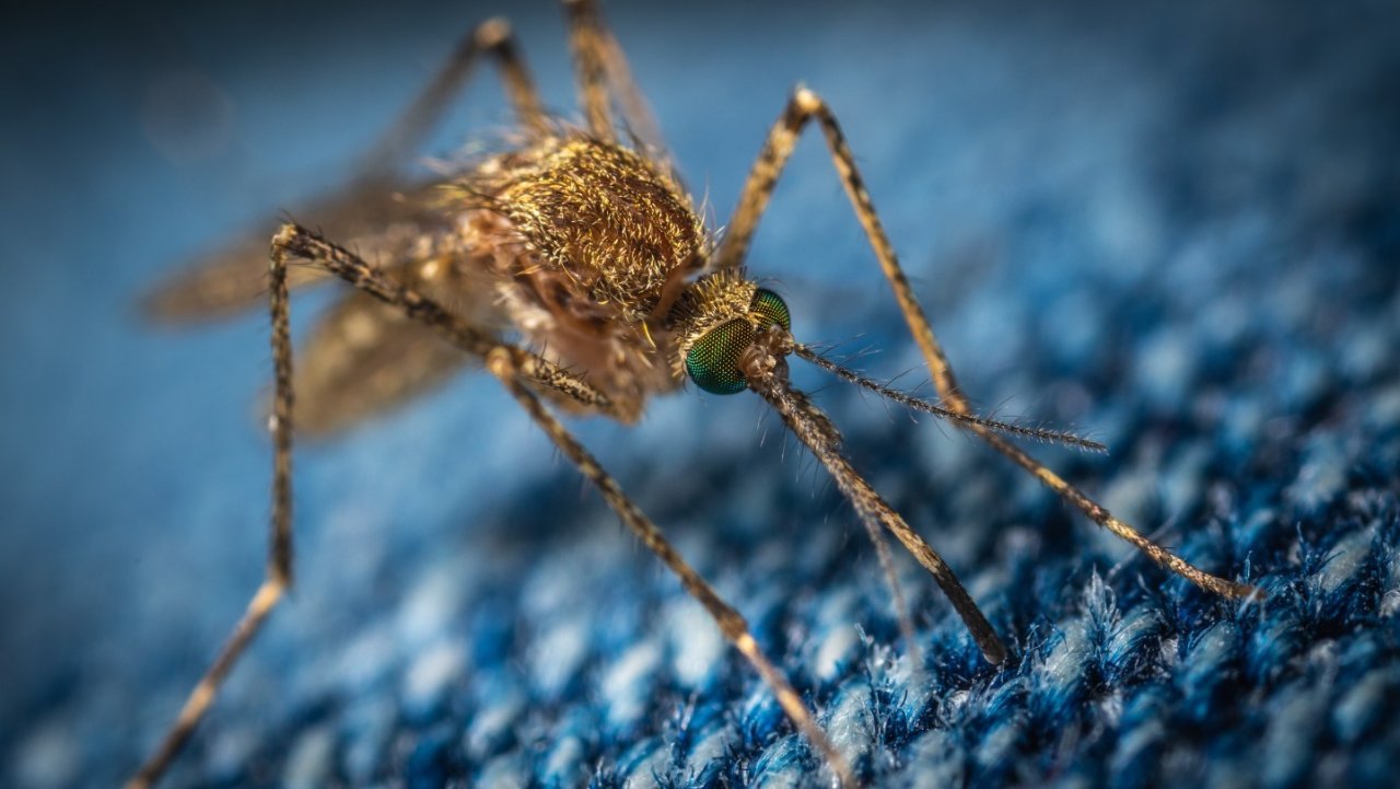 法国避蚊攻略全指南｜防蚊和止痒都有，有了这些神器，再也不怕蚊子了！