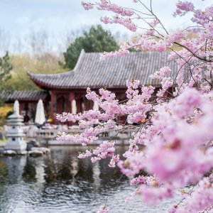 柏林 Cherry Blossom Festival樱花节 论中式园林与樱花能有多搭！