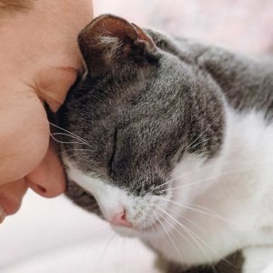 Hansemerkur 宠物保险 养猫无忧 手术全包 绝育/兽医诊费