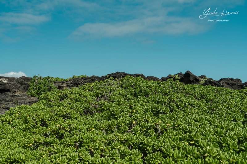 夏威夷旅行徒步探索欧胡岛最东端风景优美的海岸线kaiwishoreline