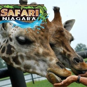 Safari Niagara 野生动物园开园啦~ 快去和小动物们见个面吧！